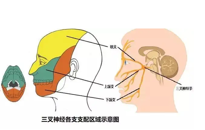 三叉神经在什么位置图片