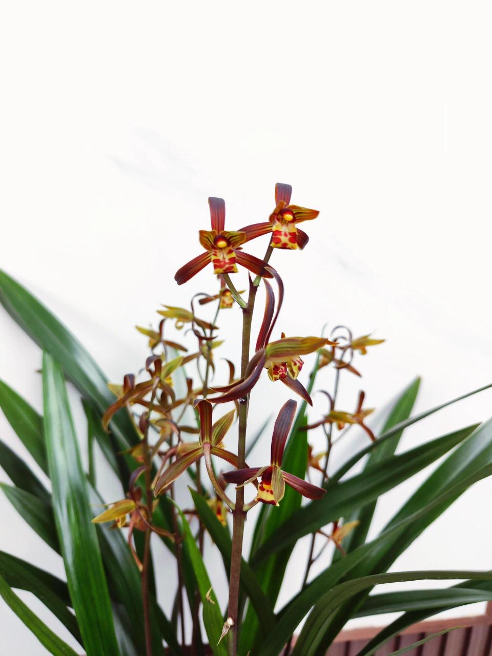 墨兰开花,都来接好运 太漂亮了,花期也长,太爱了.