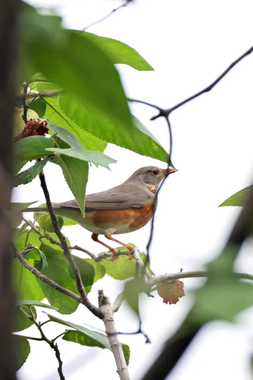 ◇灰背鸫◇ (甲辰季秋,摄于江北鸿恩寺) 鸟类