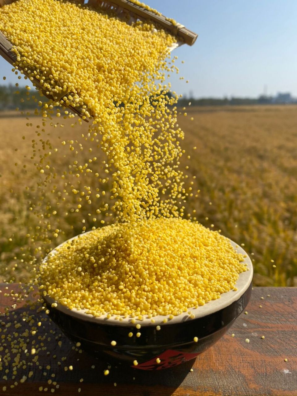 农家小米 新谷子现磨现发#原产地五常大米# #五常大米稻花香2号
