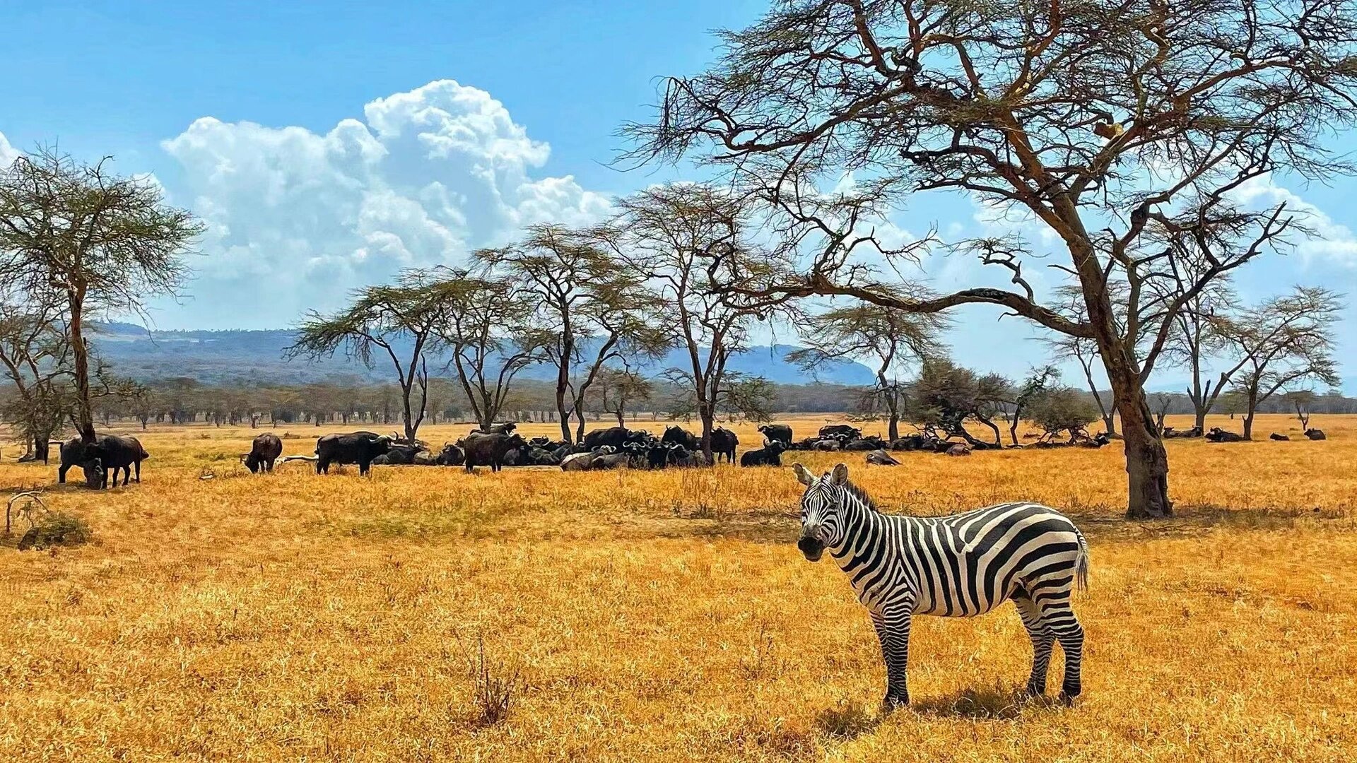 不加滤镜下的非洲大草原的动物们