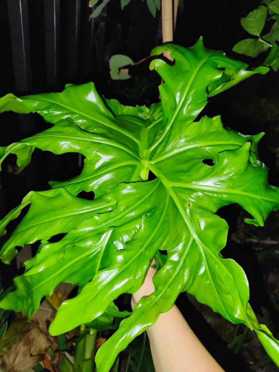 刷到龙鳞春羽在网上的售价,我沉默了.