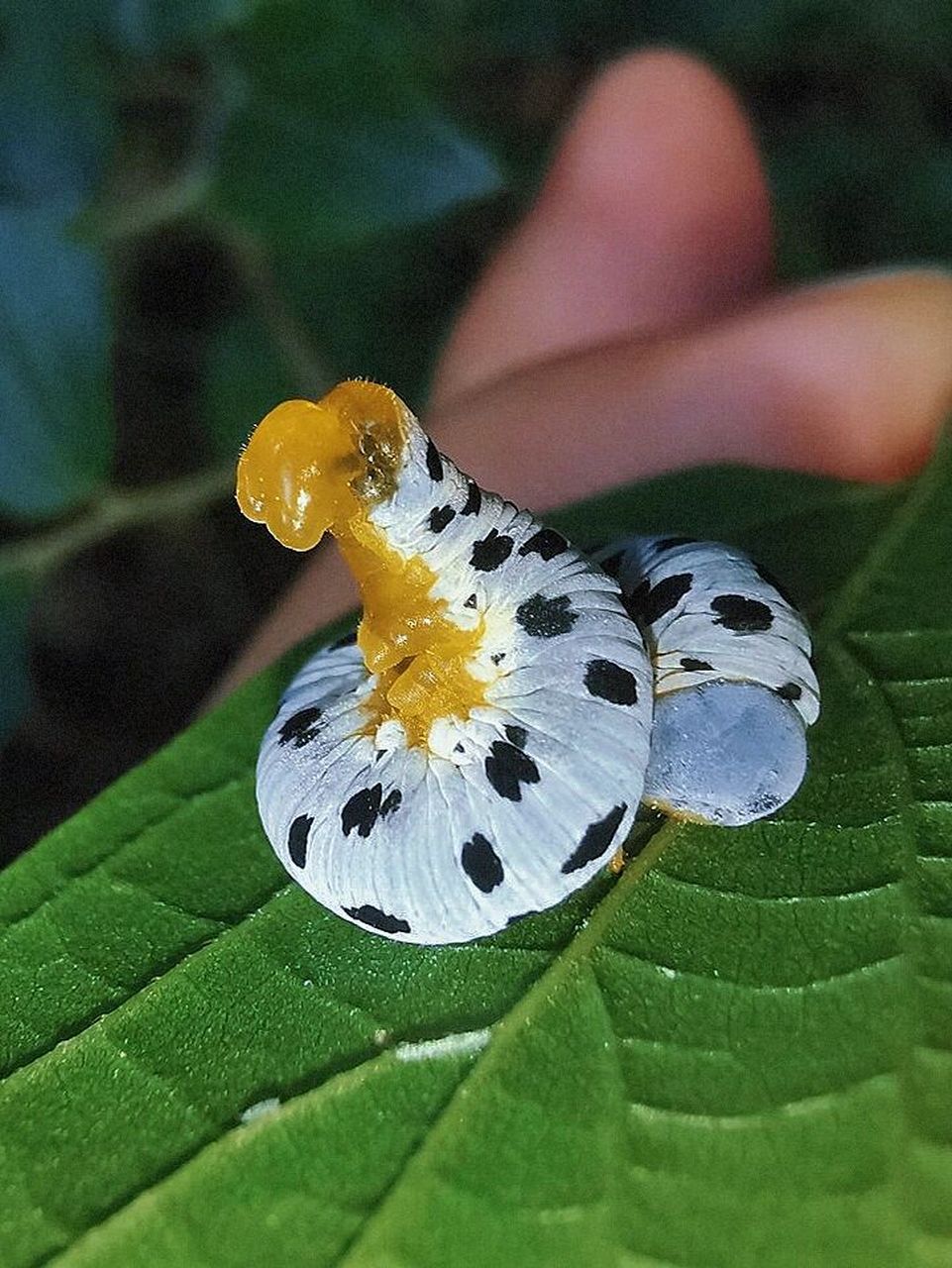 时尚配色 榆童锤角叶蜂 #自然教育# 科普新知计划 #奇妙生物圈# #昆虫