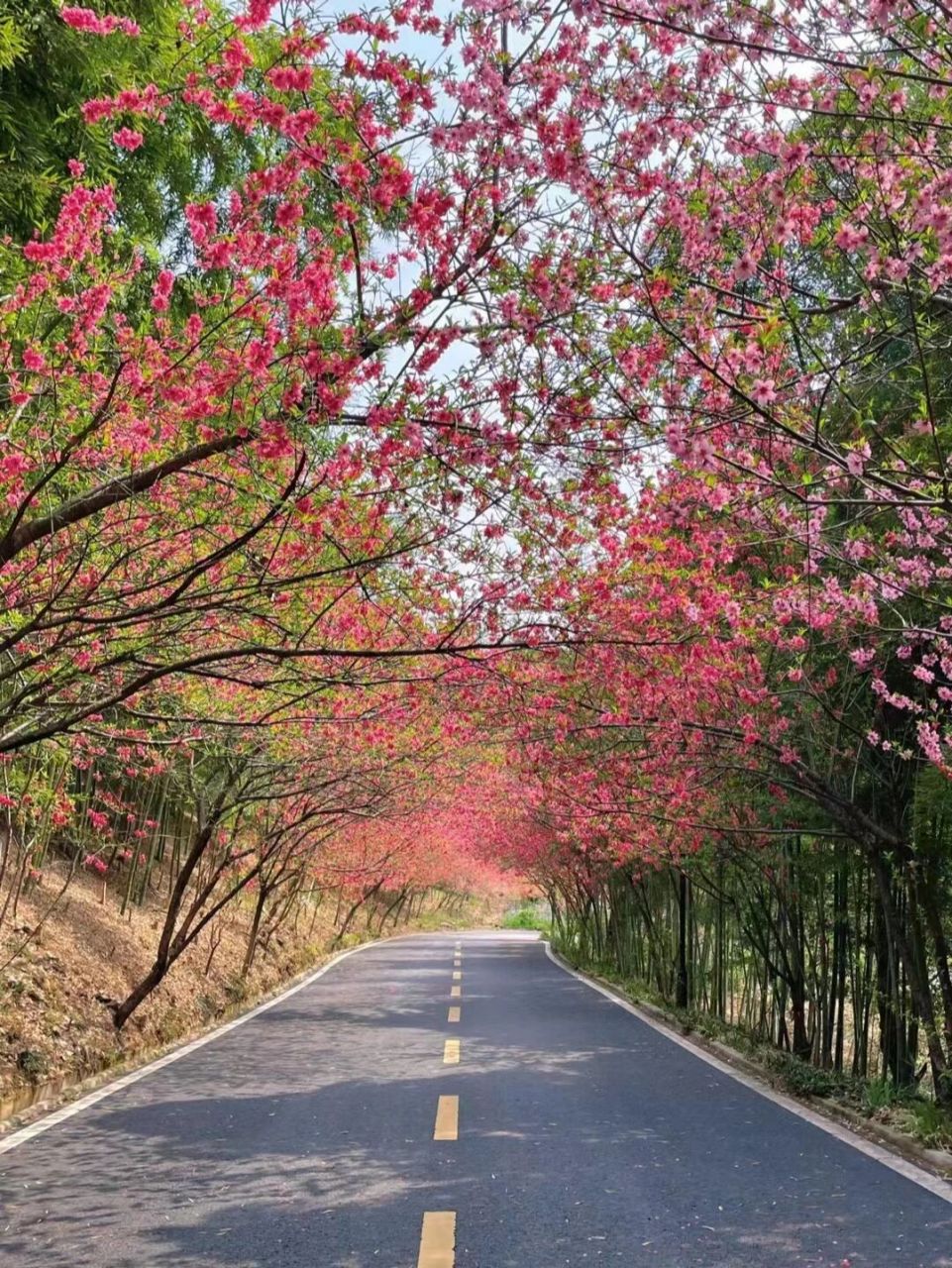 用升学率说话:武汉这些学校是好学区!