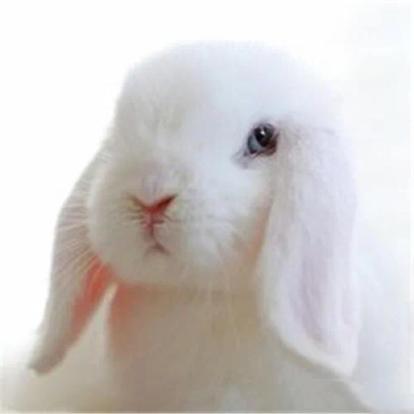 十二生肖兔 属兔人2021年cai运运势 进入2021年,"地丧"星来势汹汹,属