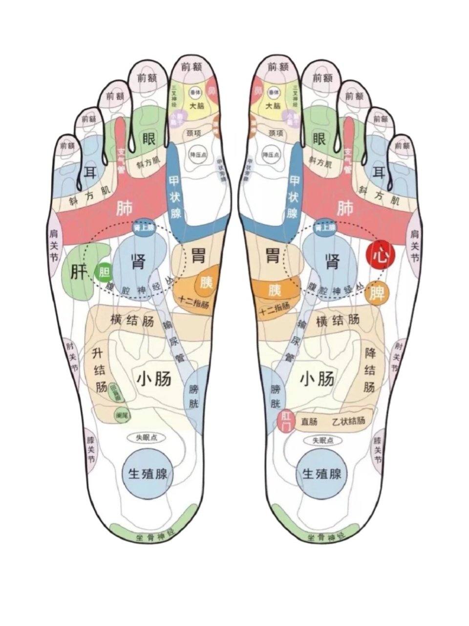 长期久站脚疼的进02脚底经络图奉上9215 长期上班久站的姐妹