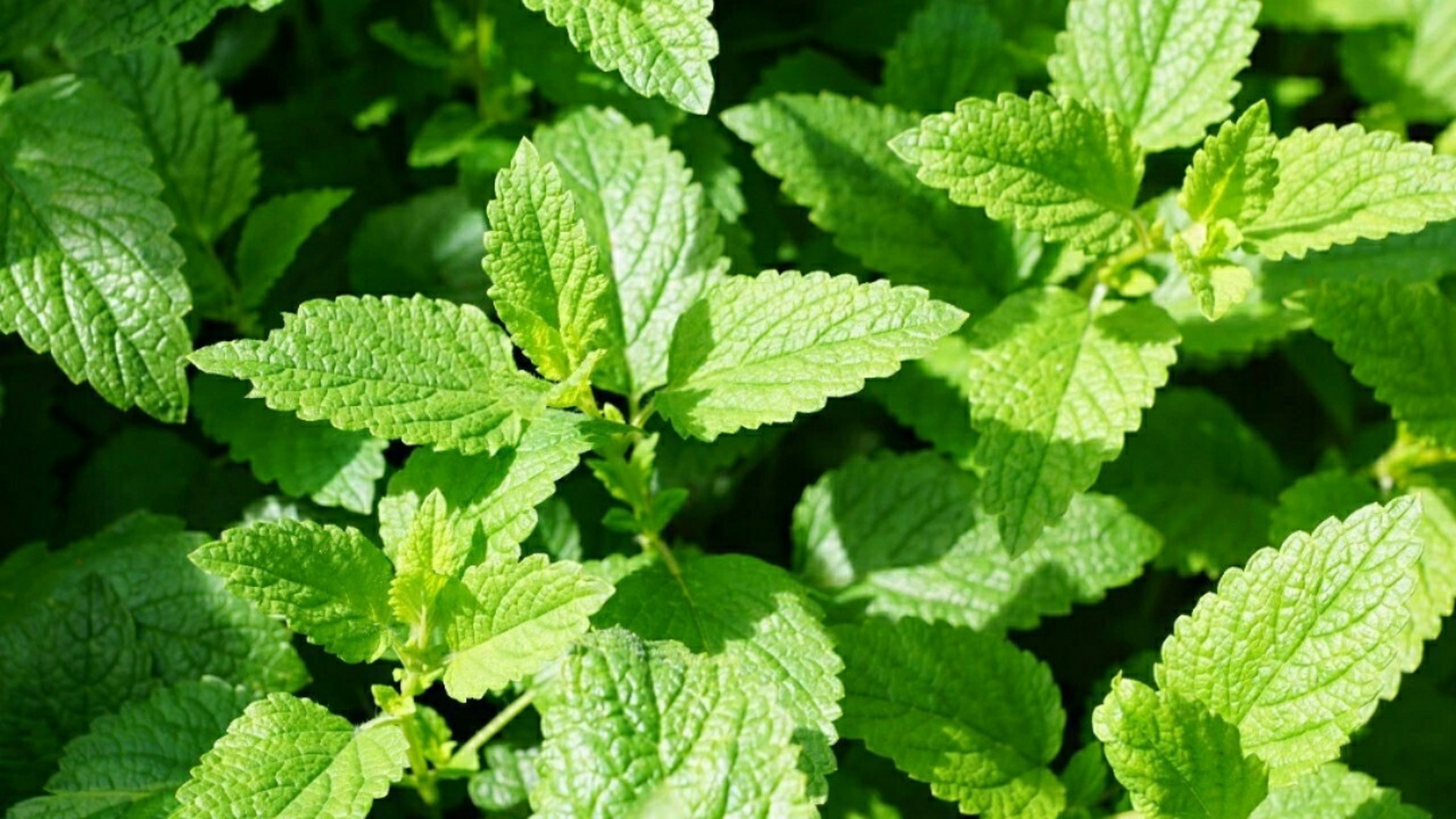 夏天种这些植物能驱蚊!
