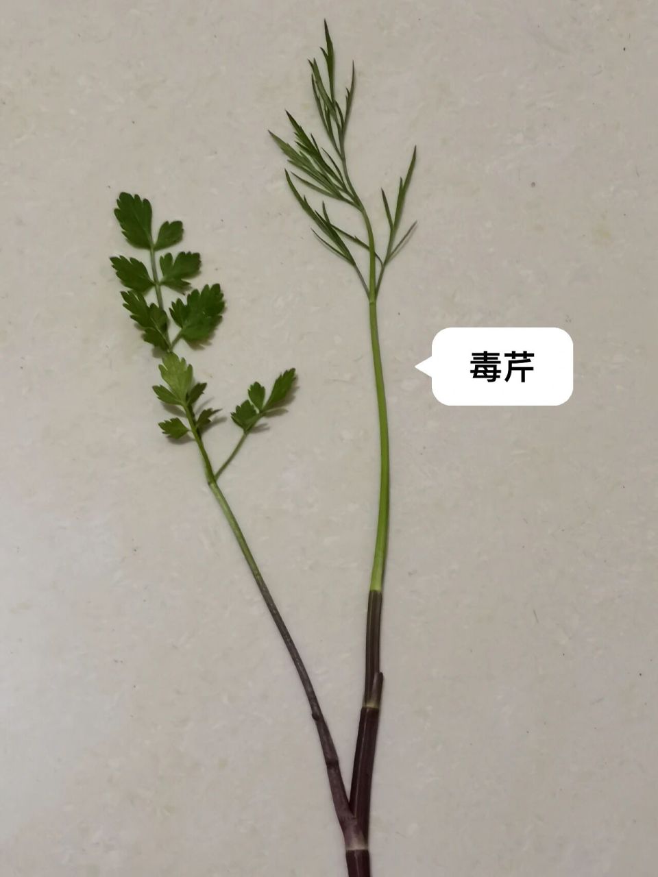 突然听到说野芹菜有毒,回来就看冰箱昨天摘的野芹菜再各种百度,发现真