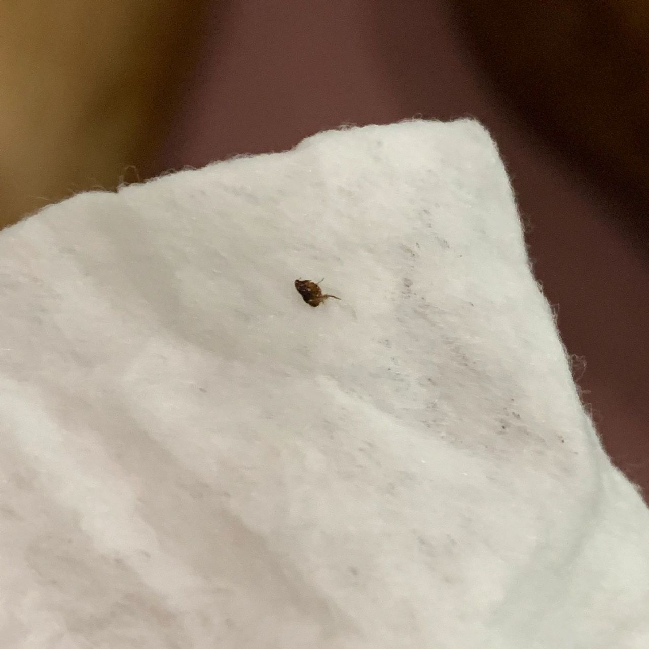 98居然在狗子身上发现了跳蚤!