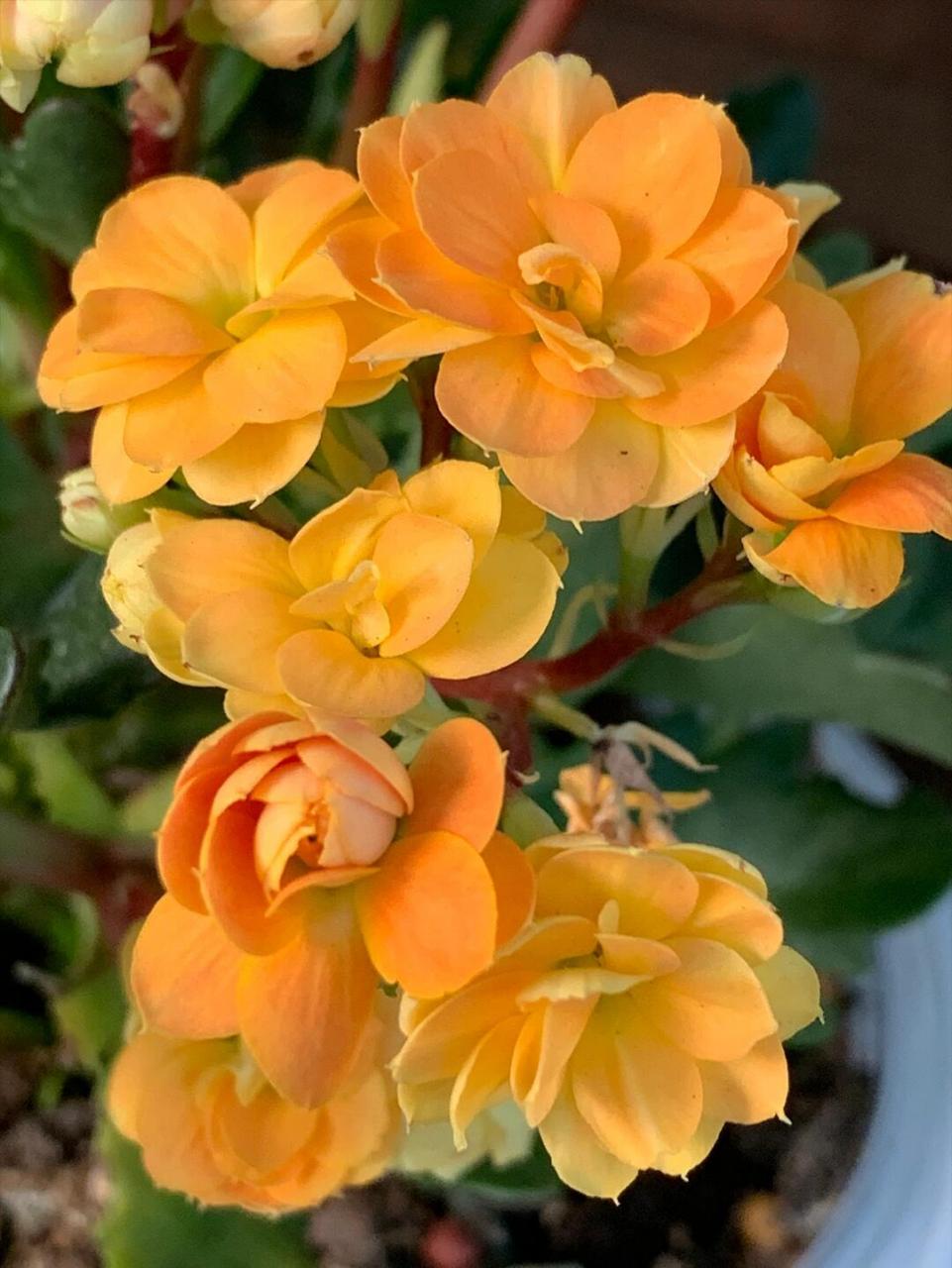 索尔丹长寿花(20),花开花色,羽叶 索尔丹长寿花 叶形:羽叶 花瓣:重瓣