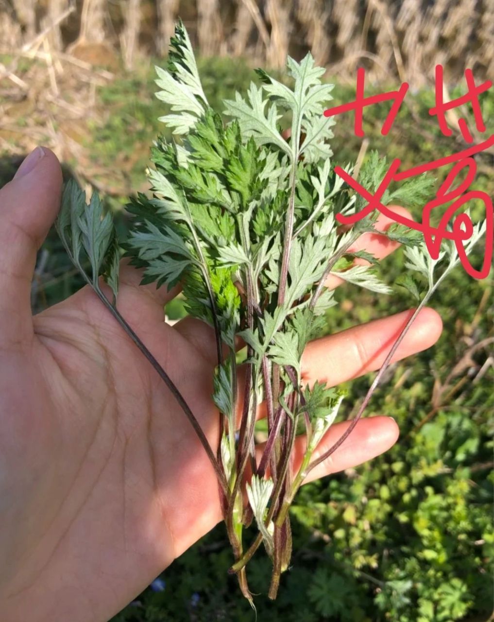 艾蒿是做蒿子粑粑的 艾蒿是做蒿子粑粑的,杆子是红色;艾草是端午节用