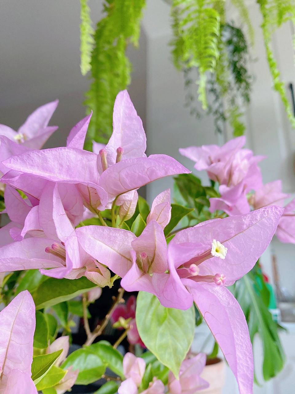 金夫人三角梅 枝条好硬很难塑形,只能靠修剪.