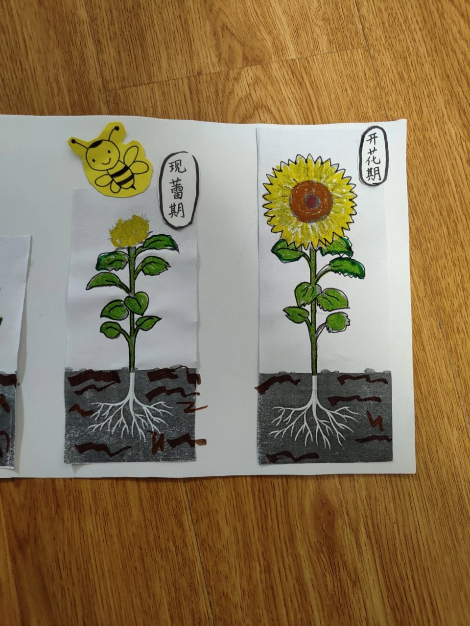 幼儿园作业植物的变化向日葵 不容易啊!不容易!