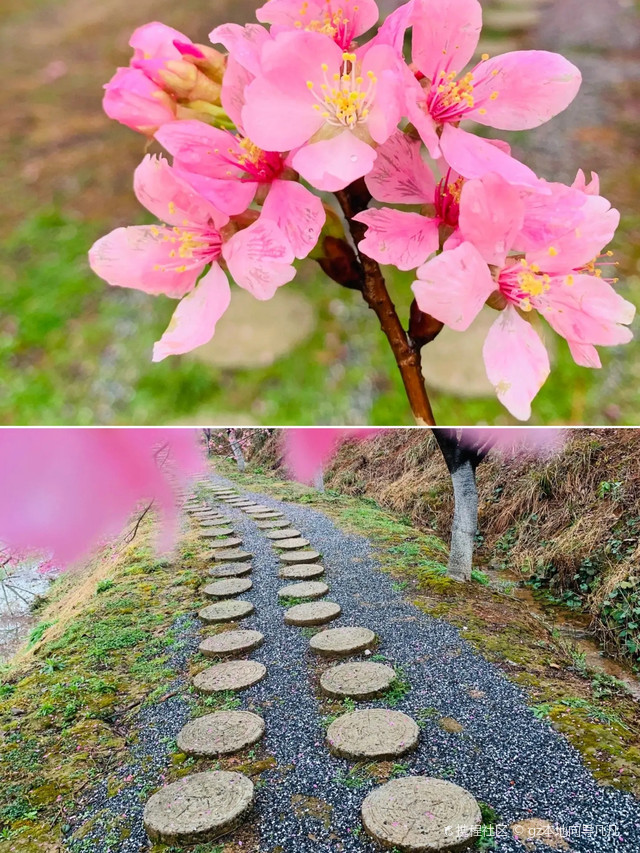 清远居然还有这样美的樱花必须推荐!_佛冈田野绿世界玩法