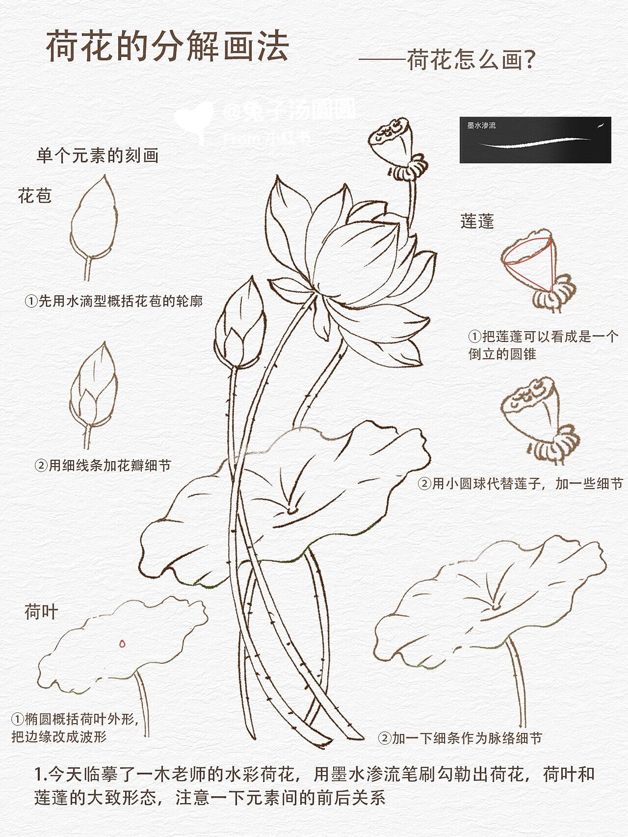 零基础学插画|荷花的分解画法