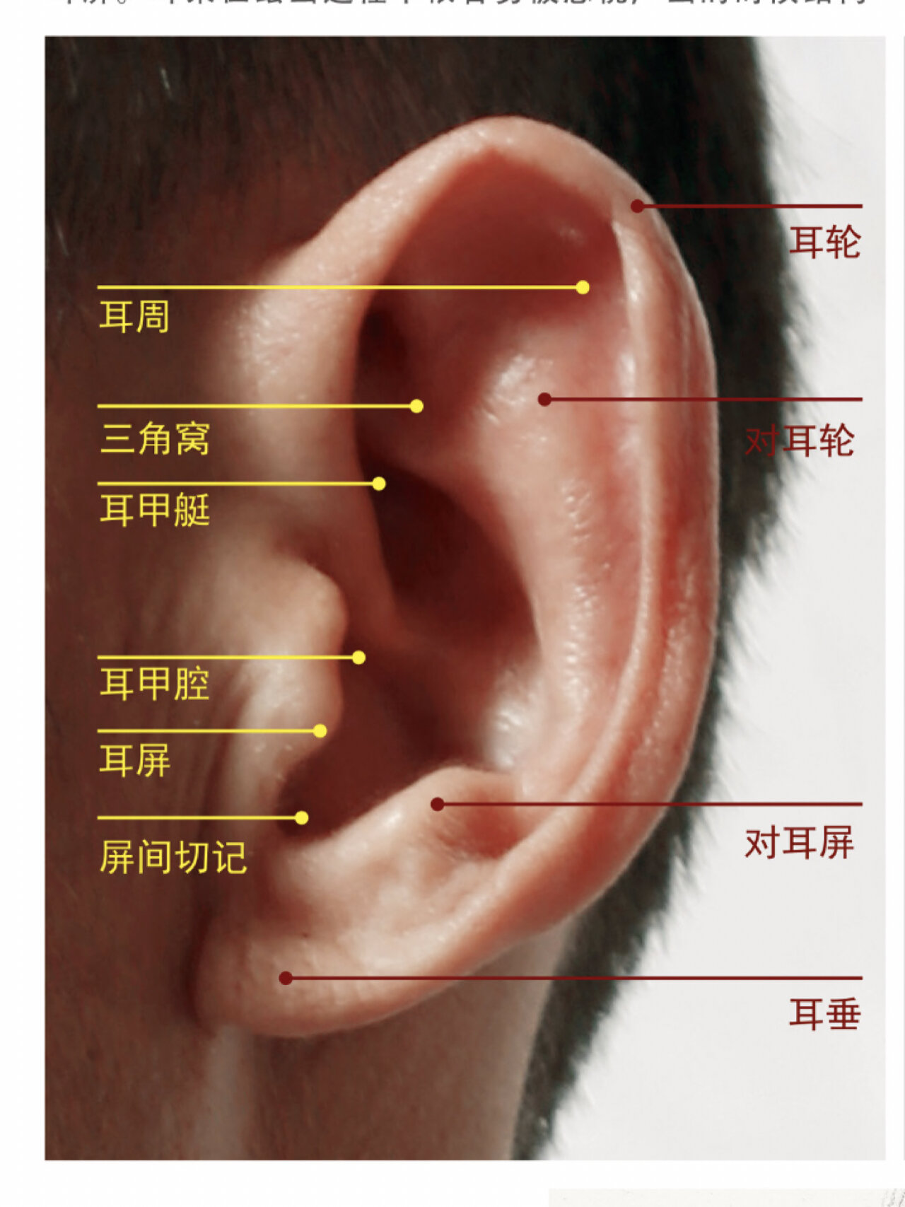 耳朵的结构理解与画法