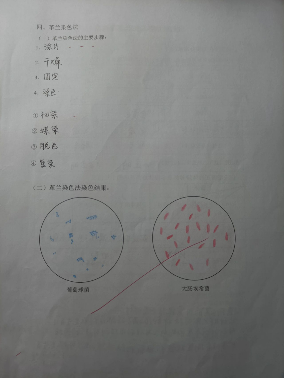 微生物红蓝铅笔手绘图 葡萄球菌 链球菌 肺炎双球菌 大肠埃希菌 霍乱