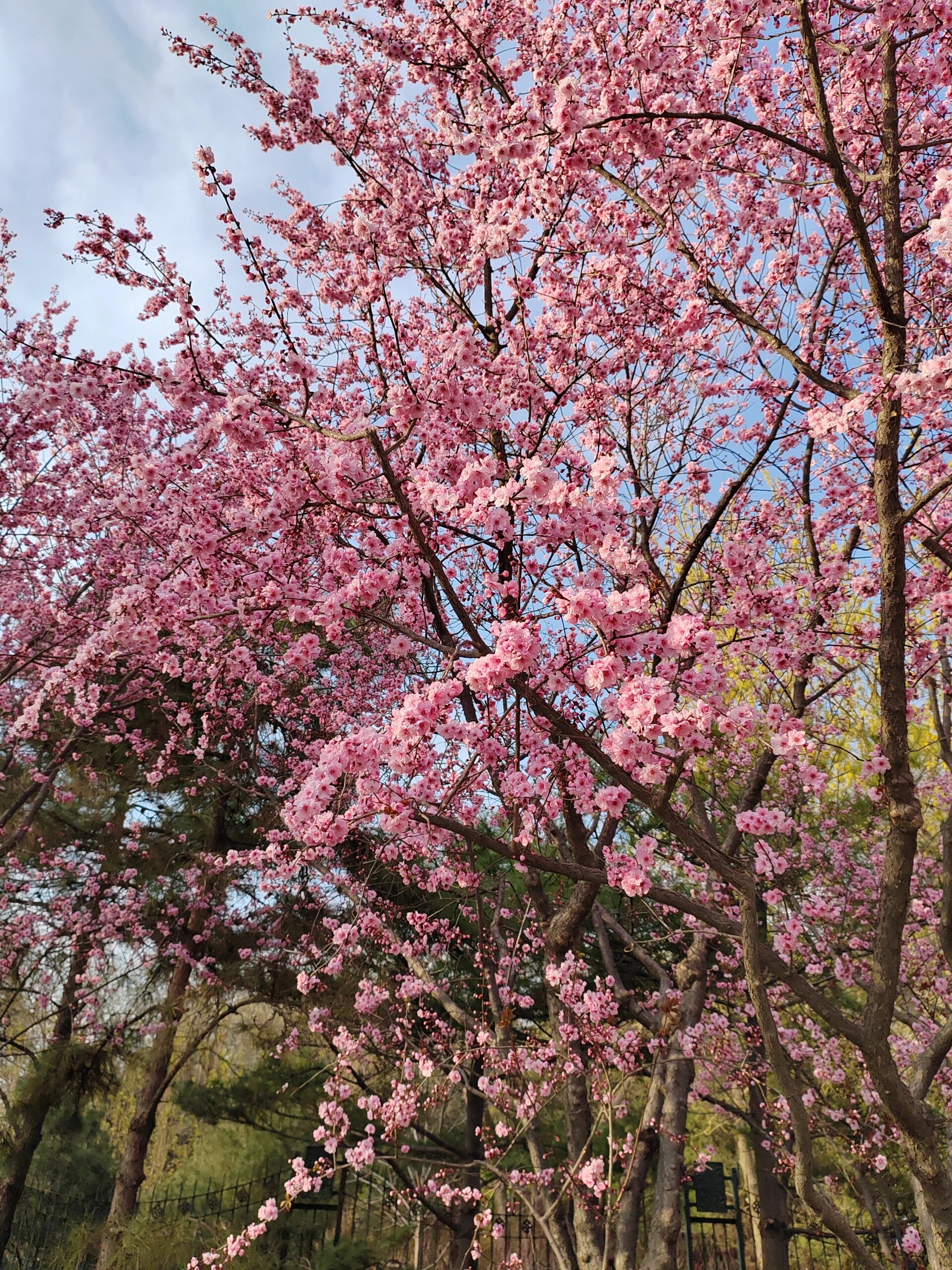 美人梅是梅花中开花最晚的品种,与重瓣榆叶梅花期相近.