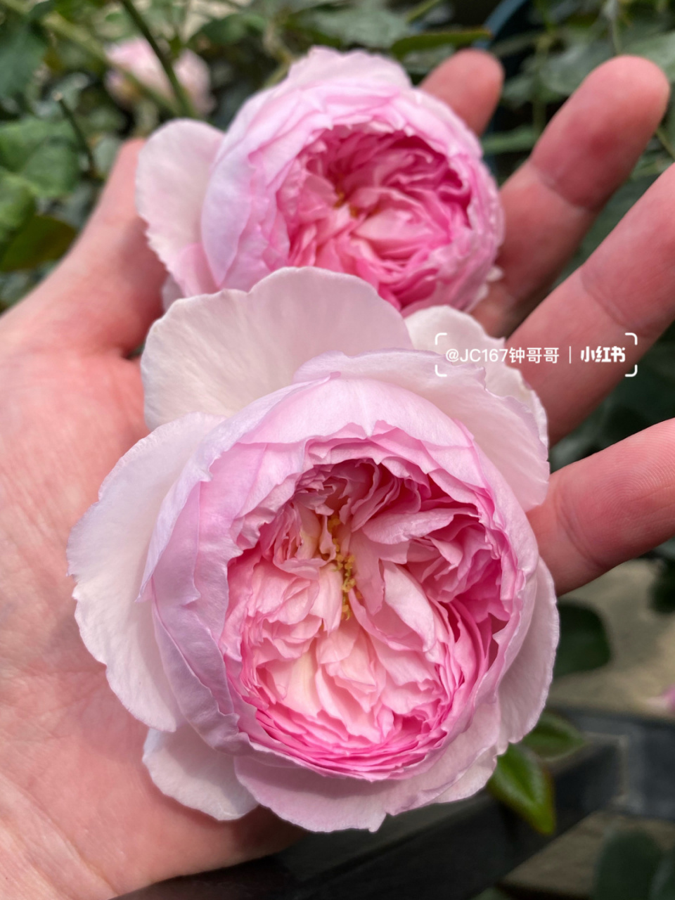 实拍|弗洛斯河上的磨坊 月季:弗洛斯河上的磨坊 中小花,仙女小包子