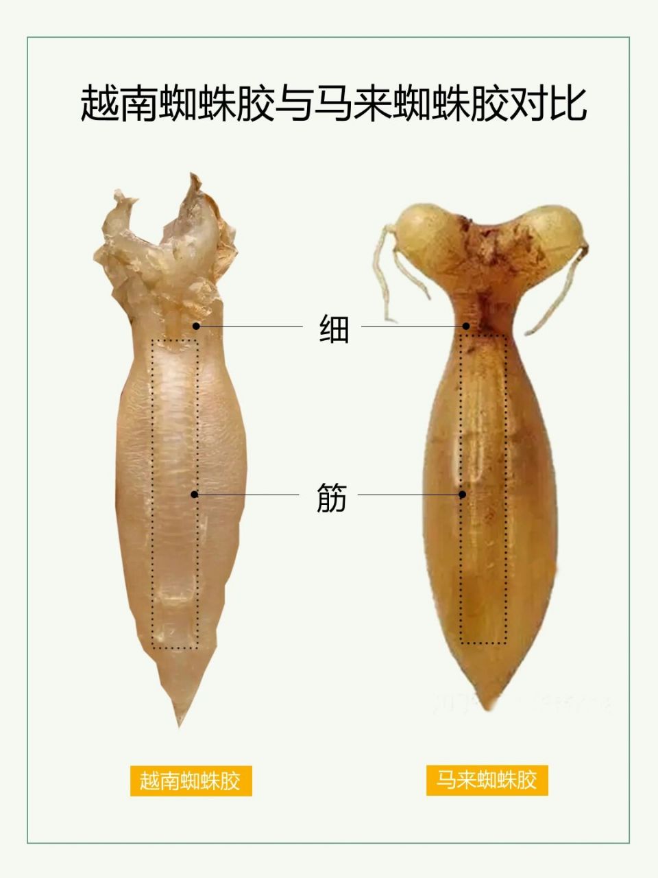 越南蜘蛛胶的特征和混淆品对比图 越南蜘蛛胶是取于自小磷波曼石首鱼