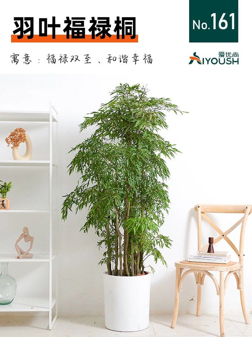 00羽叶福禄桐|福禄双至,步步高升!