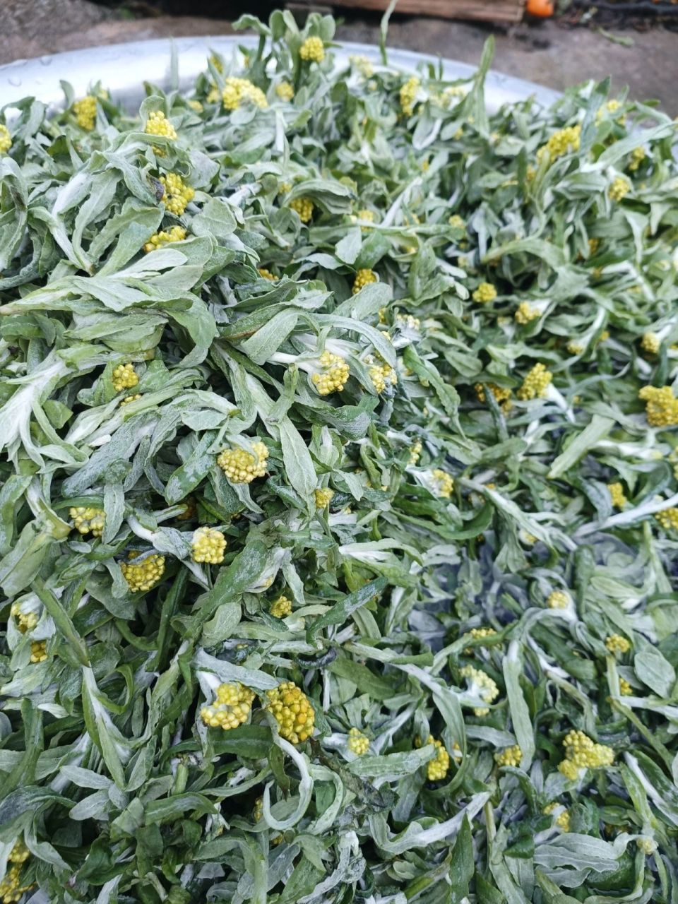 云南特产火草粑粑 云南特产火草粑粑不知道你们的叫法和不和我们一样