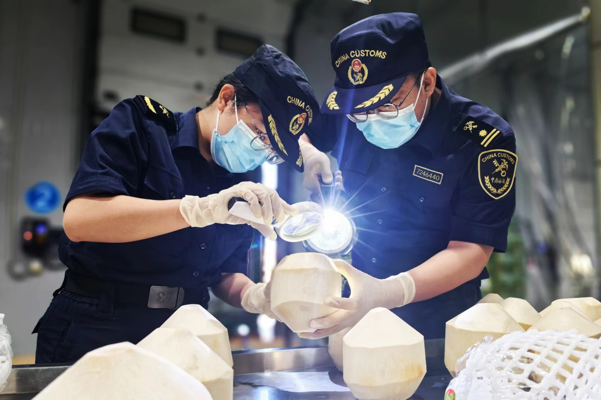 东兴海关关员正在对东兴口岸进口的越南鲜椰子进行查验