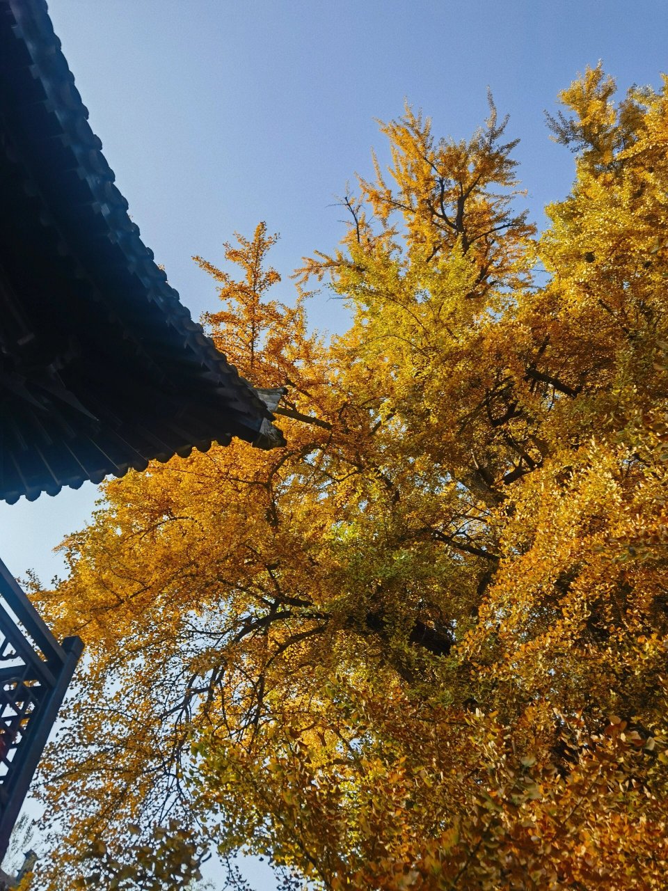 西安古观音禅寺千年银杏树 阳光正好,季节正好,去观音禅寺赴一场千年