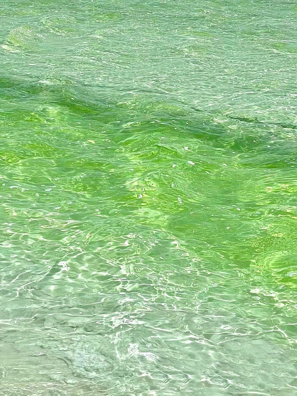 ins氛围感绿色系壁纸 最近在网上收集了一些很清新,超适合春夏的绿色