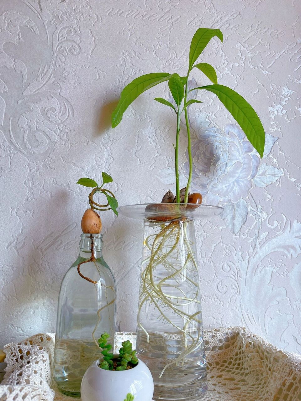 鸡蛋果种子盆栽 应更 鸡蛋果种子发芽97长大的样子 随手拍,最近忙