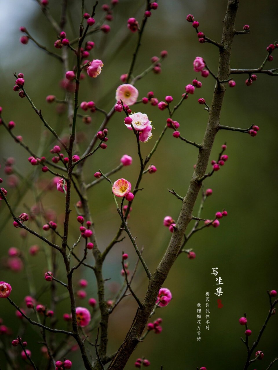 宫粉梅花图片大全图片