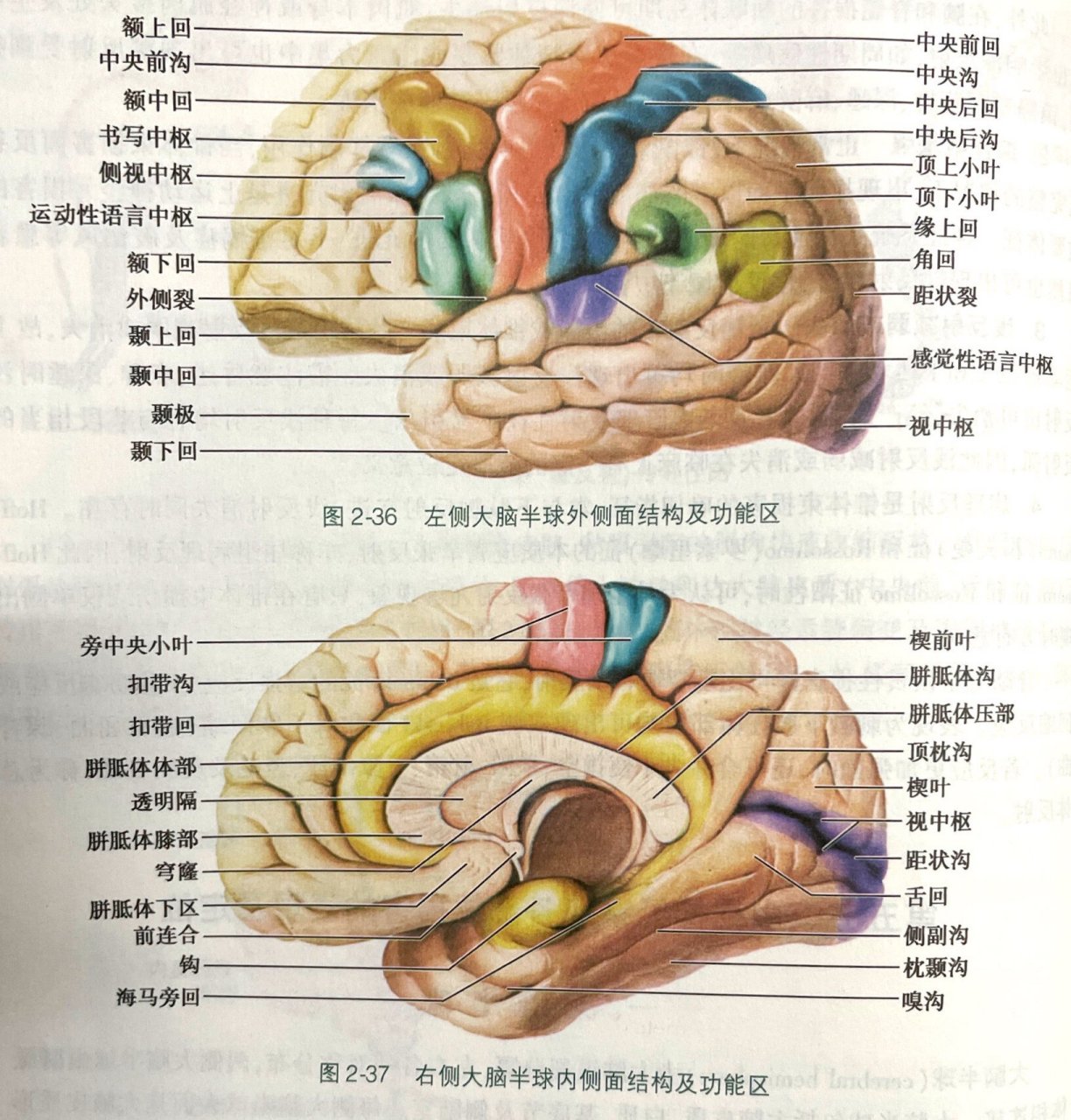 脑电图初级知识点「1」 额叶frontal lobe 皮质运动区:中央前回 运动