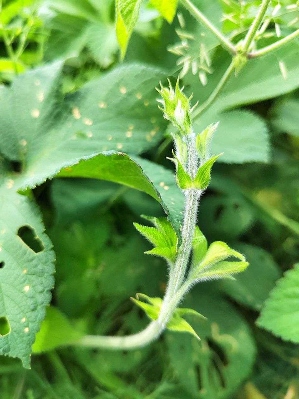 农村常见植物,拉拉秧,学名葎草