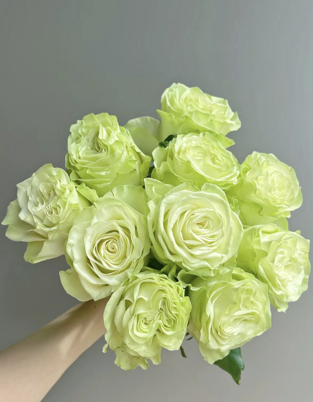 每天带你认识一种花 20 |小乔玫瑰 今日识花7815小乔玫瑰7815