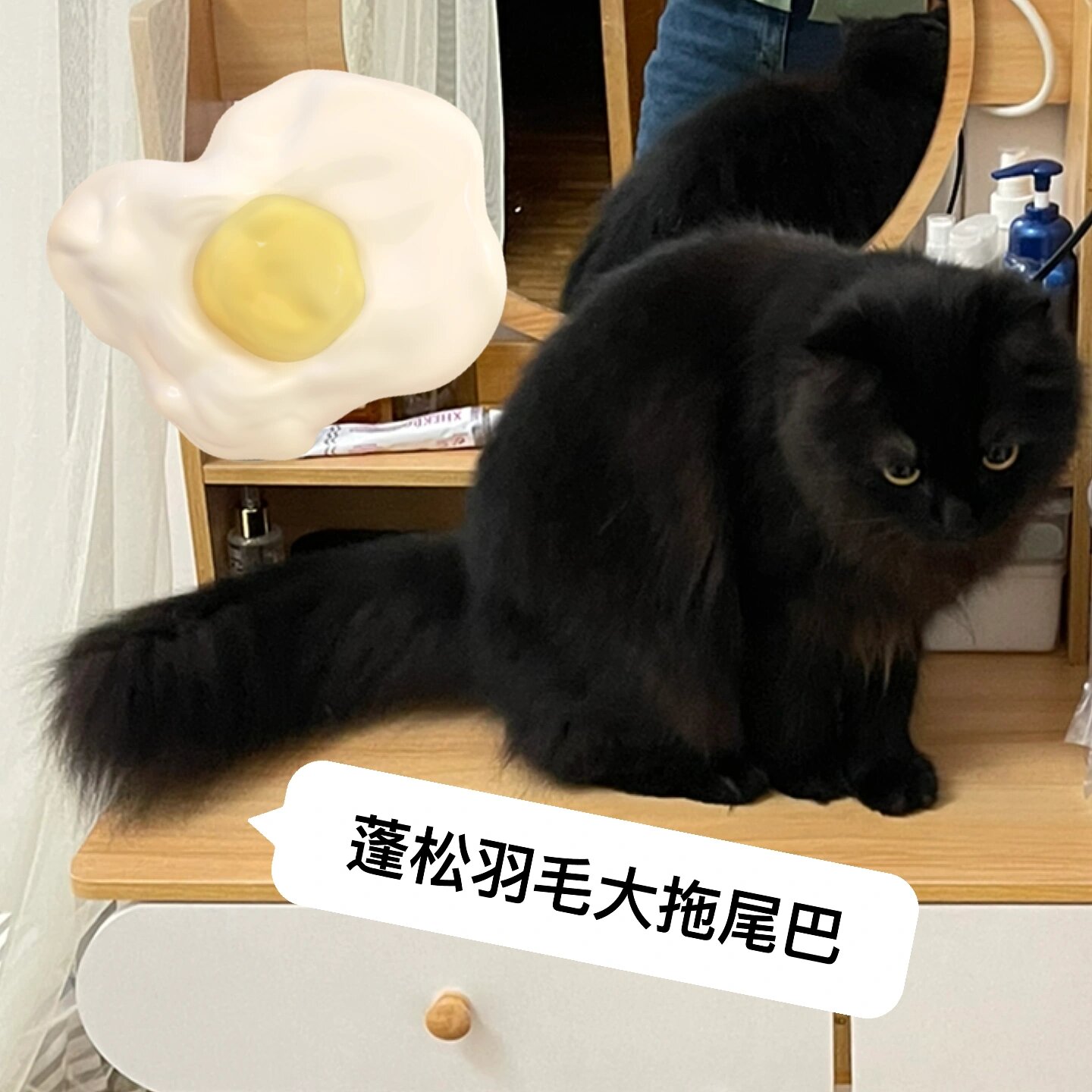 帮我看看黑色狮子猫吗?