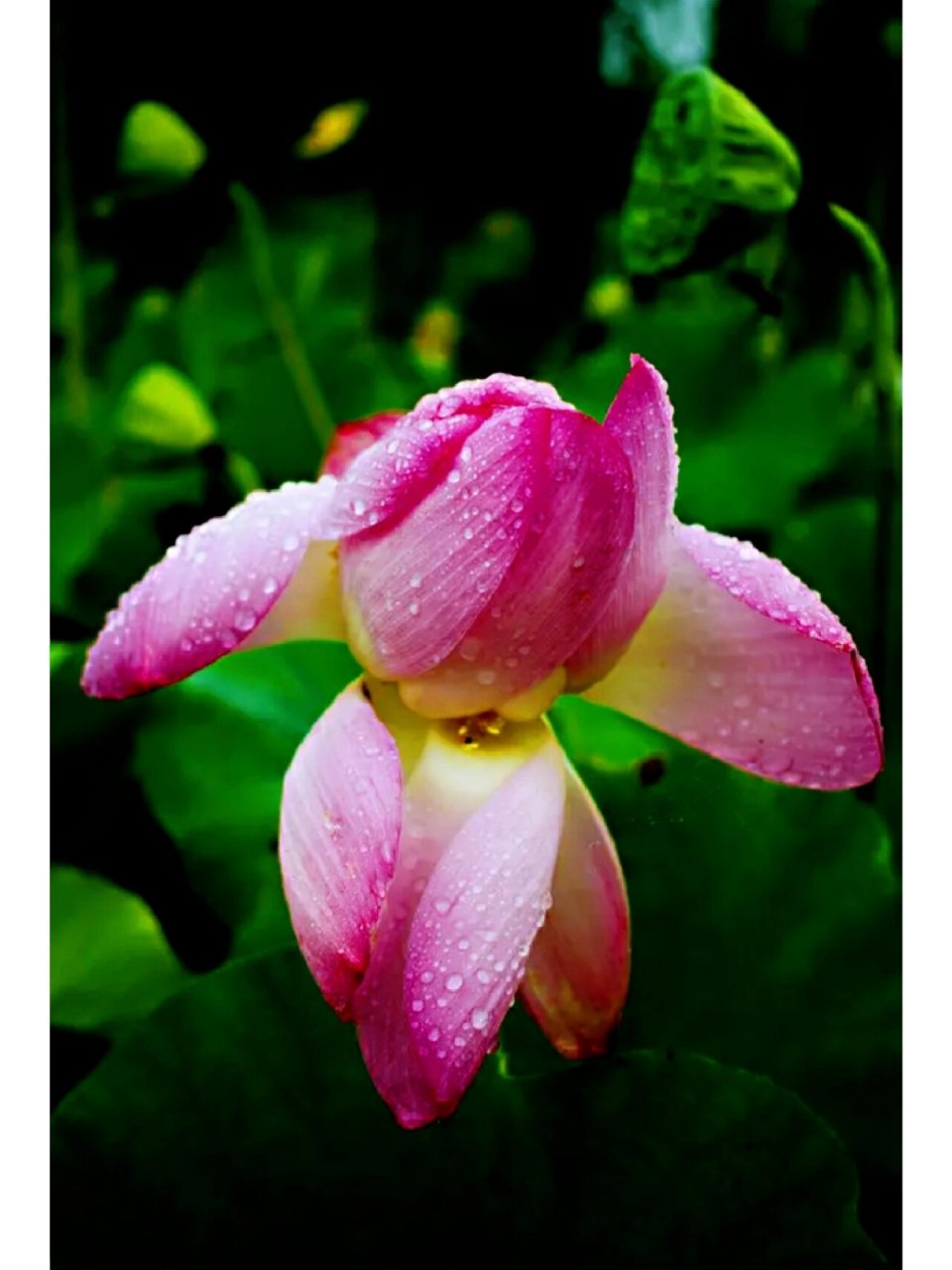 带露的荷花,在晶莹剔透的露珠点缀下,显得格外娇美,美的令人窒息,不忍