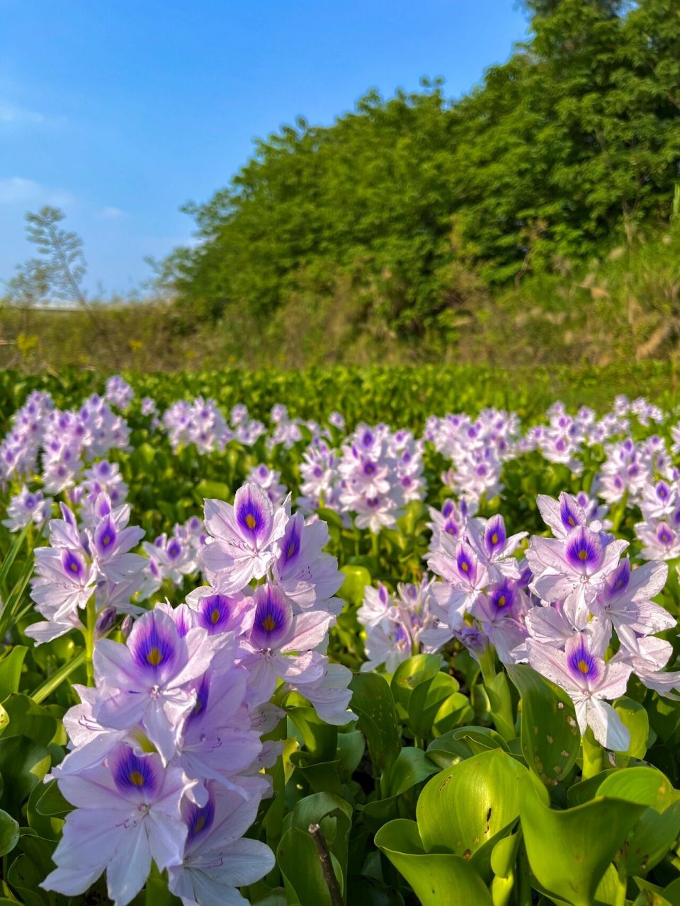 水葫芦开花也可以很美 水葫芦又名水浮莲,凤眼莲,凤眼蓝,最初作为观赏