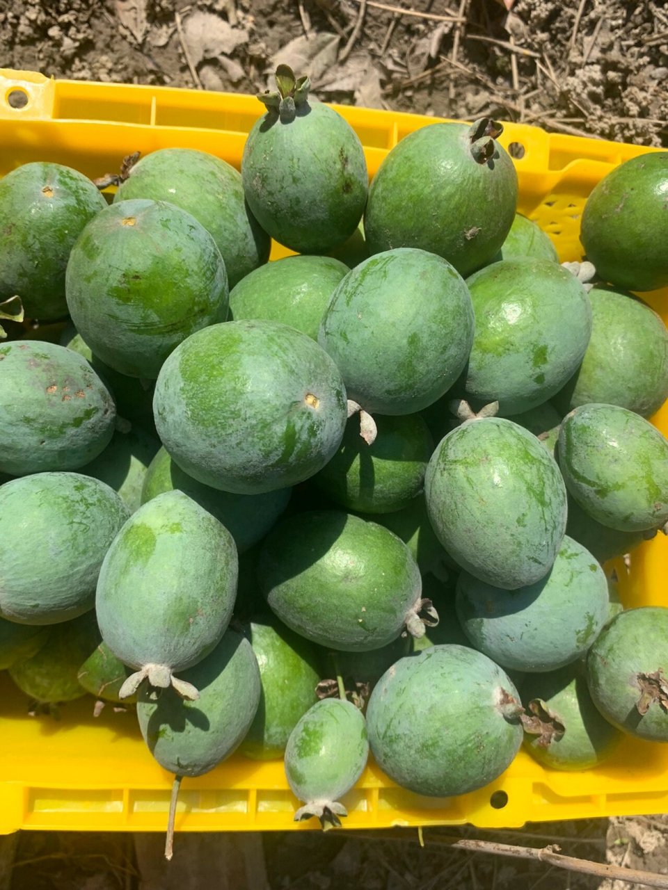 40-100一斤! 菲油果果子,菲油果果实,菲油果开始采摘啦!