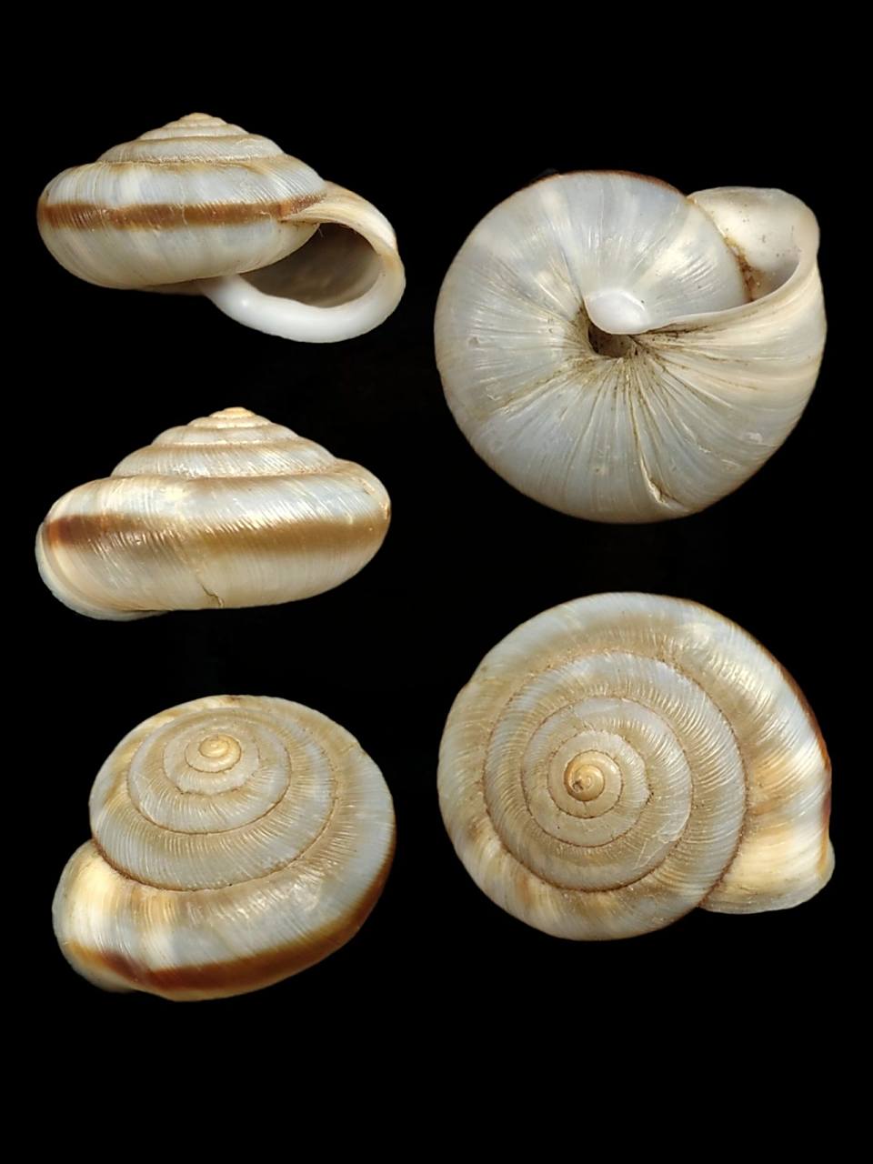 此外条华蜗牛在俄罗斯等亚洲中