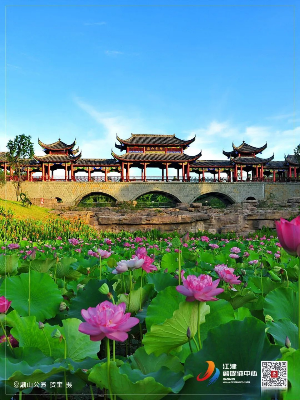 鼎山公园荷花盛开,快来打卡→  919191 7月,鼎山公园的荷花已经