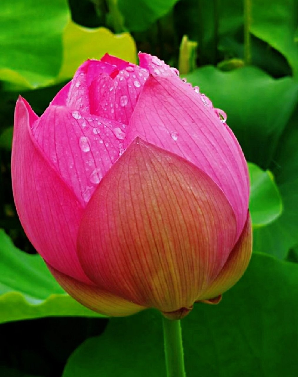 带露的荷花,在晶莹剔透的露珠点缀下,显得格外娇美,美的令人窒息,不忍