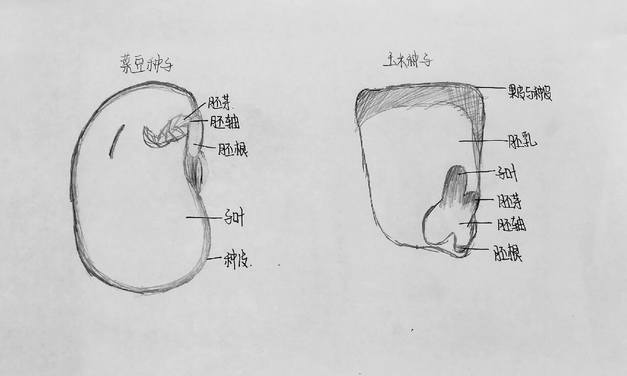 菜豆种子的结构图手绘图片