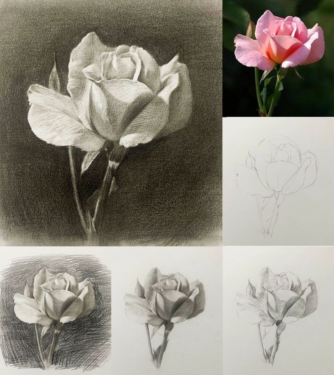静物素描花卉图片