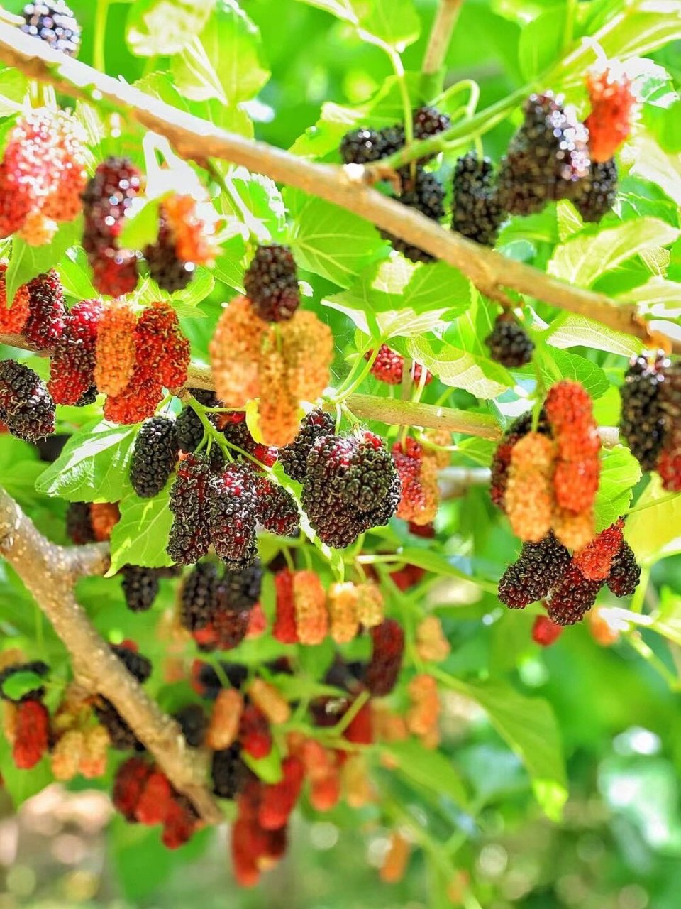 心和堂桑椹】 盐边桑椹,四川省攀枝花市盐边县特产,全国农产品地理