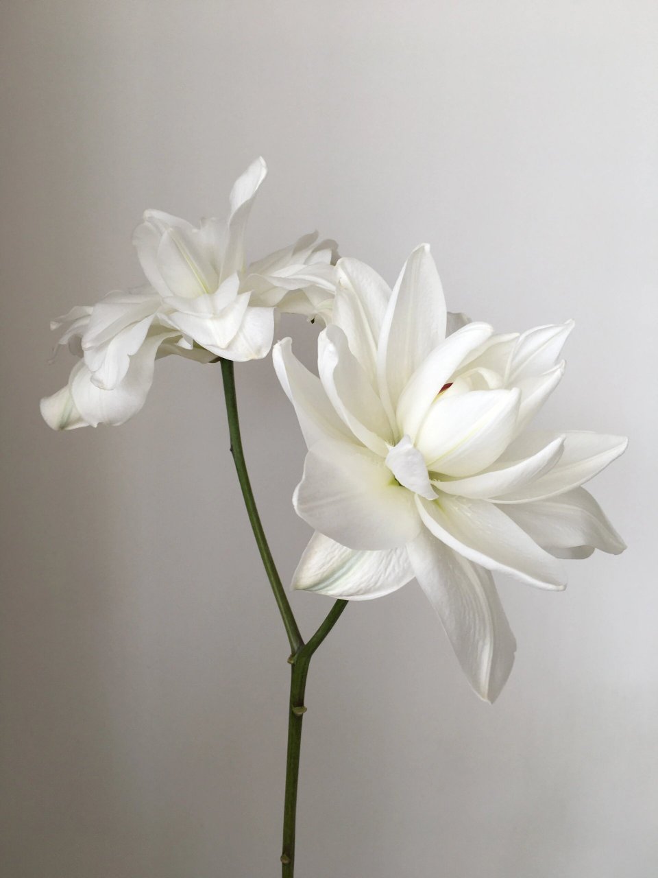 重瓣百合——白莲花/雪莲 最近沉迷百合不可自拔,白色的百合也买了