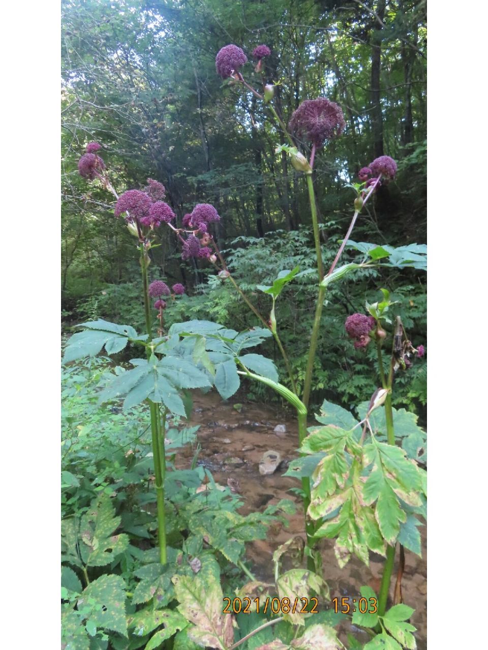 朝鲜当归,伞形科当归属多年生草本植物