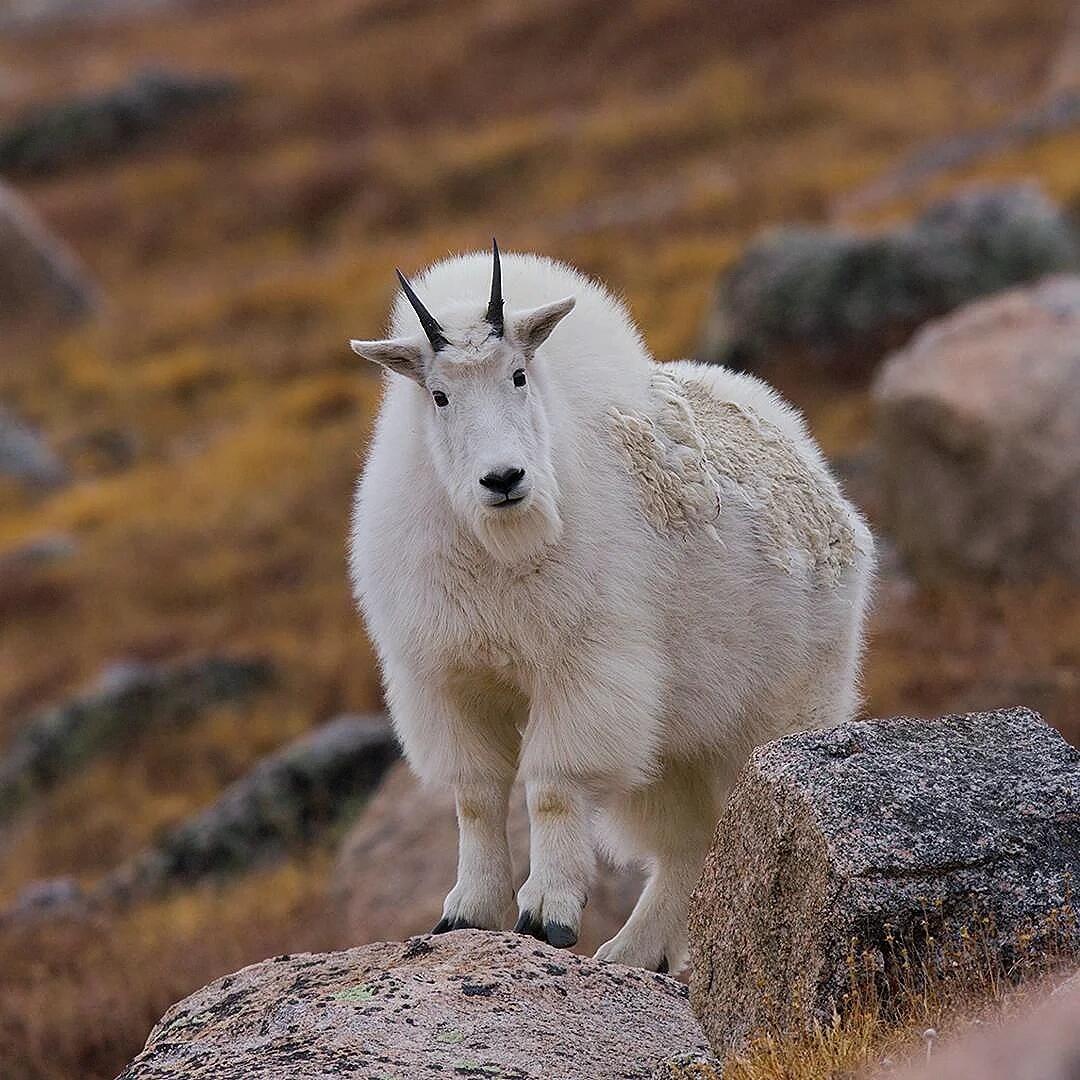 山shan羊图片