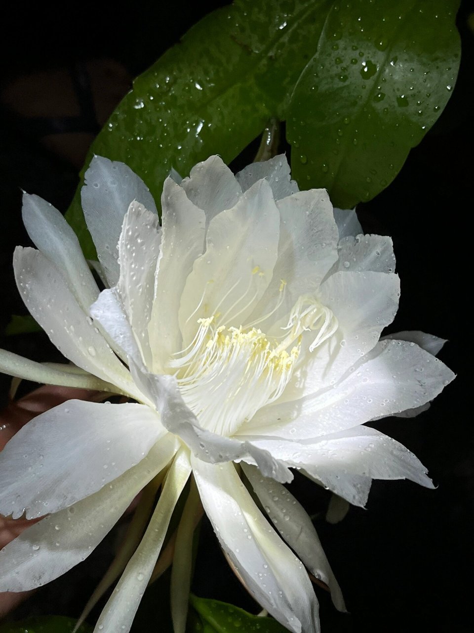 9199 今天我要带大家一起欣赏一种非常特别的花卉——昙花.