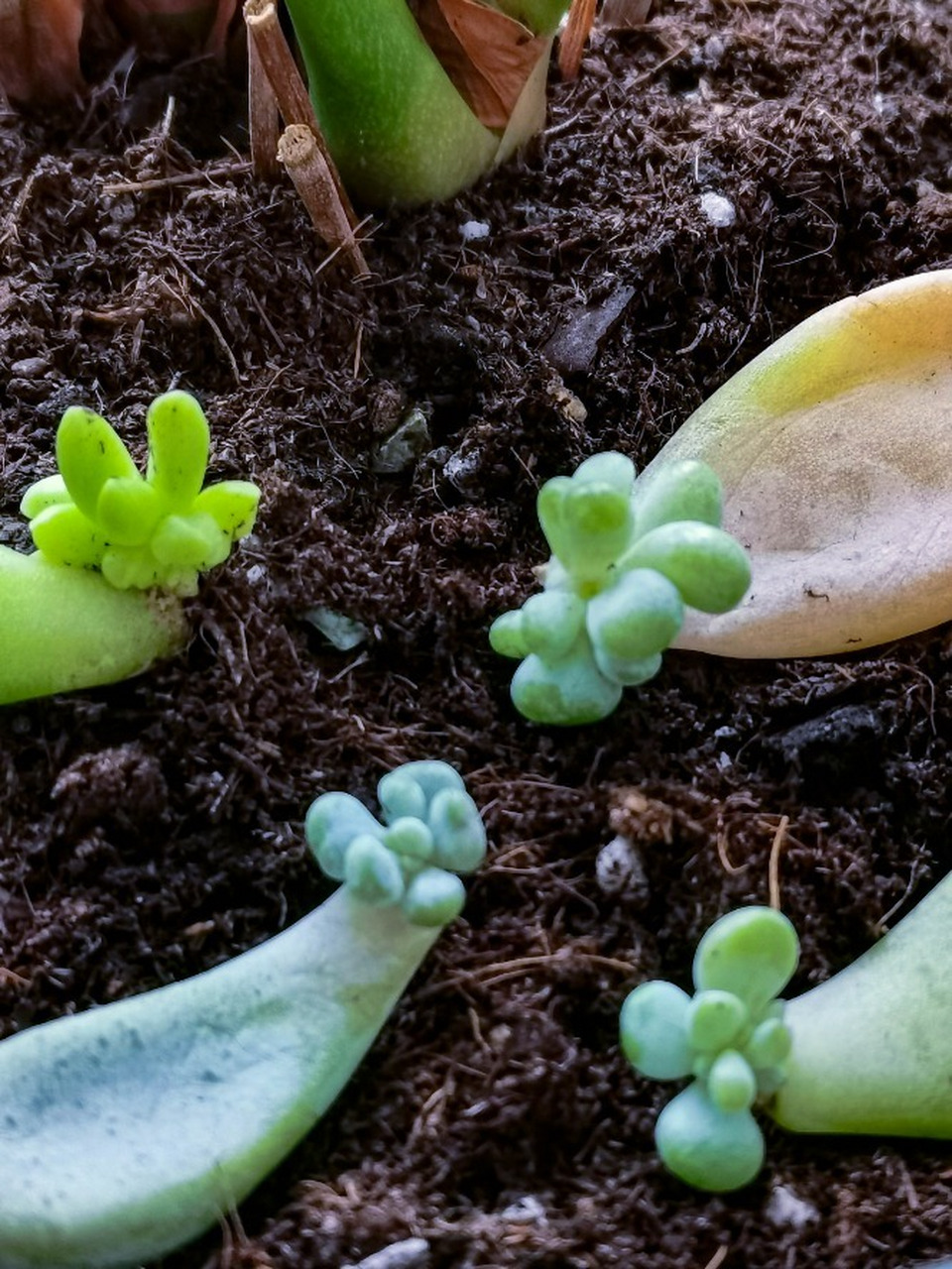 多肉繁殖方式——叶插 多肉叶片的选择也是有讲究的,有的多肉品种叶插