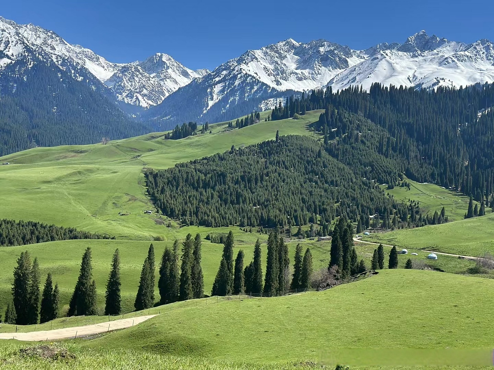 今天的伊犁恰西草原 雪山,森林,草原,美的不似人间～  #旅行推荐官